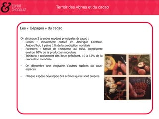 Terroir des vignes et du cacao

Les « Cépages » du cacao
On distingue 3 grandes espèces principales de cacao :
- Criollo : initialement cultivé en Amérique Centrale.
Aujourd’hui, à peine 1% de la production mondiale
- Forastero : bassin de l’Amazone au Brésil. Représente
environ 80% de la production mondiale
- Trinitario : croisement des deux précédent. 10 à 15% de la
production mondiale.
-

On dénombre une vingtaine d’autres espèces ou sousespèces.

-

Chaque espèce développe des arômes qui lui sont propres.

 