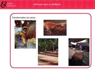 Alchimie dans la distillerie

Transformation du cacao

 