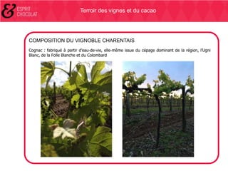 Terroir des vignes et du cacao

COMPOSITION DU VIGNOBLE CHARENTAIS
Cognac : fabriqué à partir d’eau-de-vie, elle-même issue du cépage dominant de la région, l’Ugni
Blanc, de la Folle Blanche et du Colombard

 