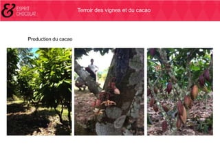 Terroir des vignes et du cacao

Production du cacao

 