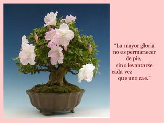 “ La mayor gloria no es permanecer de pie,  sino levantarse cada vez  que uno cae." 