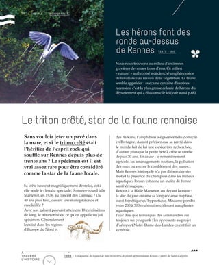 30 | II ÉTALE | BIODIVERSITÉ
Les hérons font des
ronds au-dessus
de Rennes
Le triton crêté, star de la faune rennaise
TEXTE : JBG
Nous nous trouvons au milieu d’anciennes
gravières devenues trous d’eau. Ce milieu
« naturel » anthropisé a déclenché un phénomène
de luxuriance au niveau de la végétation. La faune
semble apprécier : avec une centaine d’espèces
recensées, c’est la plus grosse colonie de hérons du
département qui a élu domicile ici (voir aussi p.68).
Sa crête haute et magnifiquement dentelée, est à
elle seule le clou du spectacle. Sommes-nous Halle
Martenot, en 1976, au concert des Damned ? Ou
40 ans plus tard, devant une mare profonde et
ensoleillée ?
Avec son gabarit pouvant atteindre 18 centimètres
de long, le triton crêté est ce qu’on appelle un joli
spécimen. Généralement
localisé dans les régions
d’Europe du Nord et
des Balkans, l’amphibien a également élu domicile
en Bretagne. Autant préciser que sa rareté dans
le monde fait de lui une espèce très recherchée,
d’autant plus que la petite bête à crête se raréfie
depuis 30 ans. En cause : le remembrement
agricole, les aménagements routiers, la pollution
des eaux ou encore le comblement des mares...
Mais Rennes Métropole n’a pas dit son dernier
mot et la présence du champion dans les milieux
aquatiques locaux est donc un indice de bonne
santé écologique.
Retour à la Halle Martenot, ou devant la mare :
la star du jour entame sa longue danse nuptiale,
aussi frénétique qu’hypnotique. Madame pondra
entre 200 à 300 œufs qui se colleront aux plantes
aquatiques.
Pour dire que le marquis des salamandres est
toujours un peu punk : les opposants au projet
d’aéroport Notre-Dame-des-Landes en ont fait un
symbole.
Sans vouloir jeter un pavé dans
la mare, et si le triton crêté était
l’héritier de l’esprit rock qui
souffle sur Rennes depuis plus de
trente ans ? Le spécimen est il est
vrai assez rare pour être considéré
comme la star de la faune locale.
©DidierGouray
1494 : Un aqueduc de tuyaux de bois recouverts de plomb approvisionne Rennes à partir de Saint-Grégoire.
À
TRAVERS
L’HISTOIRE
 