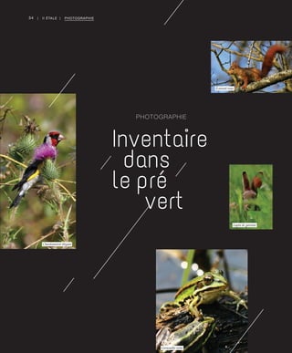 34 | II ÉTALE | PHOTOGRAPHIE
PHOTOGRAPHIE
Inventaire
dans
le pré
vert
Chardonneret élégant
Grenouille verte
Écureuil roux
Lapin de garenne
 