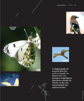 35PHOTOGRAPHIE | II ÉTALE |
La faune locale est
souvent plus fun
qu’il n’y paraît. La
preuve avec ces
quelques magnifiques
spécimens, peuple de
l’herbe ou des airs,
représentatifs des
espèces locales.
©PhotosparJulienMignot
Aurore
Libellule
Geai des chênes
Faucon crécelle
 