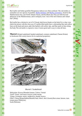 Page 42 of 70



Red mullet and Indian goatfish (Parupeneus indicus) are often confused. The red mullets or
surmullets are two species of goatfish, Mullus barbatus and Mullus surmuletus, found in the
Mediterranean Sea, east North Atlantic Ocean, and the Black Sea.They are both favored
delicacies in the Mediterranean, and in antiquity were "one of the most famous and valued
fish".[Wiki]

Red mullet has a distinctive set of 4-5 broad, dark brown bands on the body.For a clear view
check the picture with the close up of 2 mullets.Red mullet have a alternating blue and yellow
lines on the head and snout, pink chin barbels with yellow tips, and blue spots in lines along
the body.The red mullet is expensive since it tastes good and is easy to clean & bone.


Murrel (Striped snakehead; banded snakehead; common snakehead, Channa Striata)
(a freshwater fish variety known for its medicinal properties)




Malayalam: Korava,Manathu kannan, Vatton, Vattudi
Tamil: Viraal, viral meen, koravai, pothi meenp
Telugu: Erramatta, mottu, mohkorava, thunda, korava
Other: Cheng (Bengali)daku(Marathi) haal, shawl, shol (Assam),Ikan aruan, haruan, ruan,
tomam paya (Malaysia),
Soali (Pakistan)



                                                                        Subscribe in a reader
 