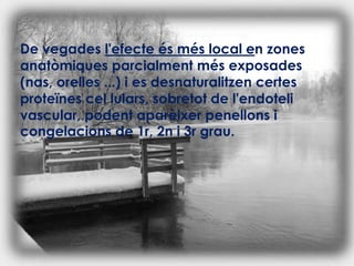 De vegades l'efecte és més local en zones anatòmiques parcialment més exposades (nas, orelles ...) i es desnaturalitzen certes proteïnes cel lulars, sobretot de l'endoteli vascular, podent aparèixer penellons i congelacions de 1r, 2n i 3r grau.