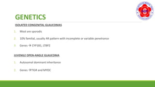 GENETICS
ISOLATED CONGENITAL GLAUCOMAS
1. Most are sporadic
2. 10% familial, usually AR pattern with incomplete or variable penetrance
3. Genes  CYP1B1, LTBP2
JUVENILE OPEN-ANGLE GLAUCOMA
1. Autosomal dominant inheritance
2. Genes TIGR and MYOC
 