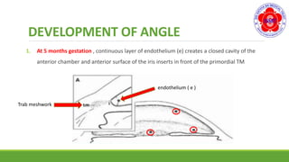 DEVELOPMENT OF ANGLE
1. At 5 months gestation , continuous layer of endothelium (e) creates a closed cavity of the
anterior chamber and anterior surface of the iris inserts in front of the primordial TM
endothelium ( e )
Trab meshwork
 