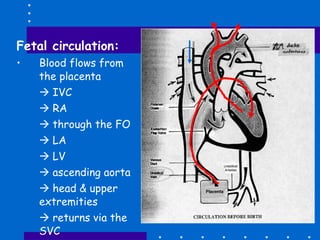 <ul><li>Fetal circulation: </li></ul><ul><li>Blood flows from the placenta </li></ul><ul><li>   IVC </li></ul><ul><li>  ...