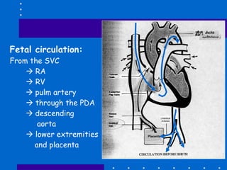 Fetal circulation: From the SVC    RA    RV     pulm artery    through the PDA       descending      aorta    lower ...