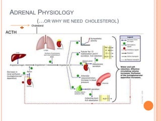 ADRENAL PHYSIOLOGY
(…OR WHY WE NEED CHOLESTEROL)
ACTH
 