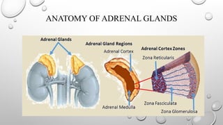 ANATOMY OF ADRENAL GLANDS
 