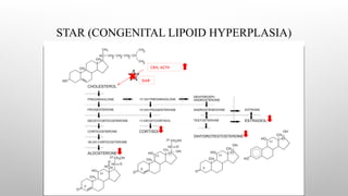 STAR (CONGENITAL LIPOID HYPERPLASIA)
StAR
CRH, ACTH
 