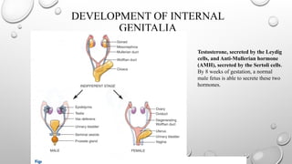 DEVELOPMENT OF INTERNAL
GENITALIA
Testosterone, secreted by the Leydig
cells, and Anti-Mullerian hormone
(AMH), secreted by the Sertoli cells.
By 8 weeks of gestation, a normal
male fetus is able to secrete these two
hormones.
 