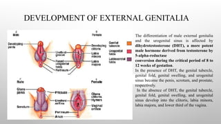 DEVELOPMENT OF EXTERNAL GENITALIA
The differentiation of male external genitalia
and the urogenital sinus is affected by
dihydrotestosterone (DHT), a more potent
male hormone derived from testosterone by
5-alpha-reductase
conversion during the critical period of 8 to
12 weeks of gestation.
In the presence of DHT, the genital tubercle,
genital fold, genital swelling, and urogenital
sinus become the penis, scrotum, and prostate,
respectively.
In the absence of DHT, the genital tubercle,
genital fold, genital swelling, and urogenital
sinus develop into the clitoris, labia minora,
labia majora, and lower third of the vagina.
 
