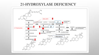 21-HYDROXYLASE DEFICIENCY
3 (Backdoor)
21-Hydroxylase
CRH, ACTH
1
2
 