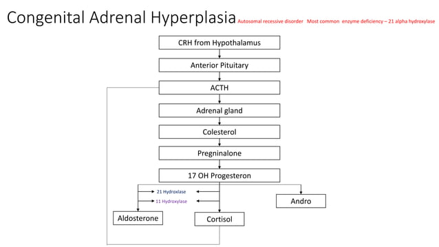 CONGENITAL ADRENAL HYPERPLASIA 240520245 | PPT