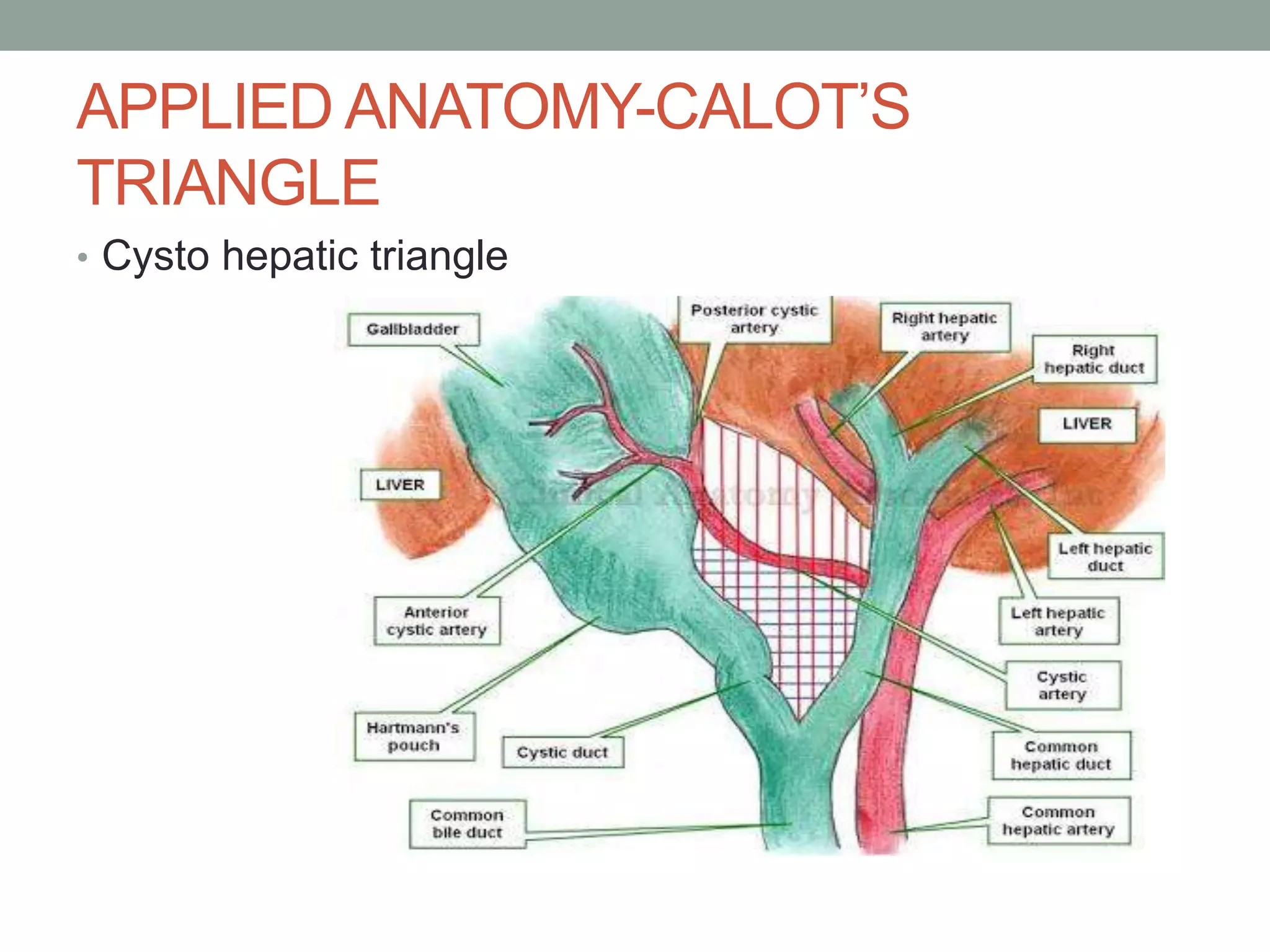 Congenital anamolies and applied anatomy of biliary tree | PPTX