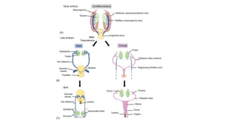 congenital anamoly of female geintal tract 1.ppt