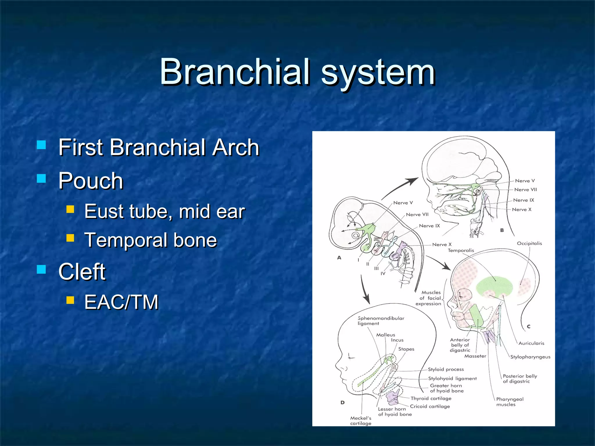 Early Fas Detection The Importance Of Recognizing Ear Anomalies - roiuzo1