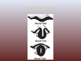 Congenital Anomalies of Nervous System | PPT