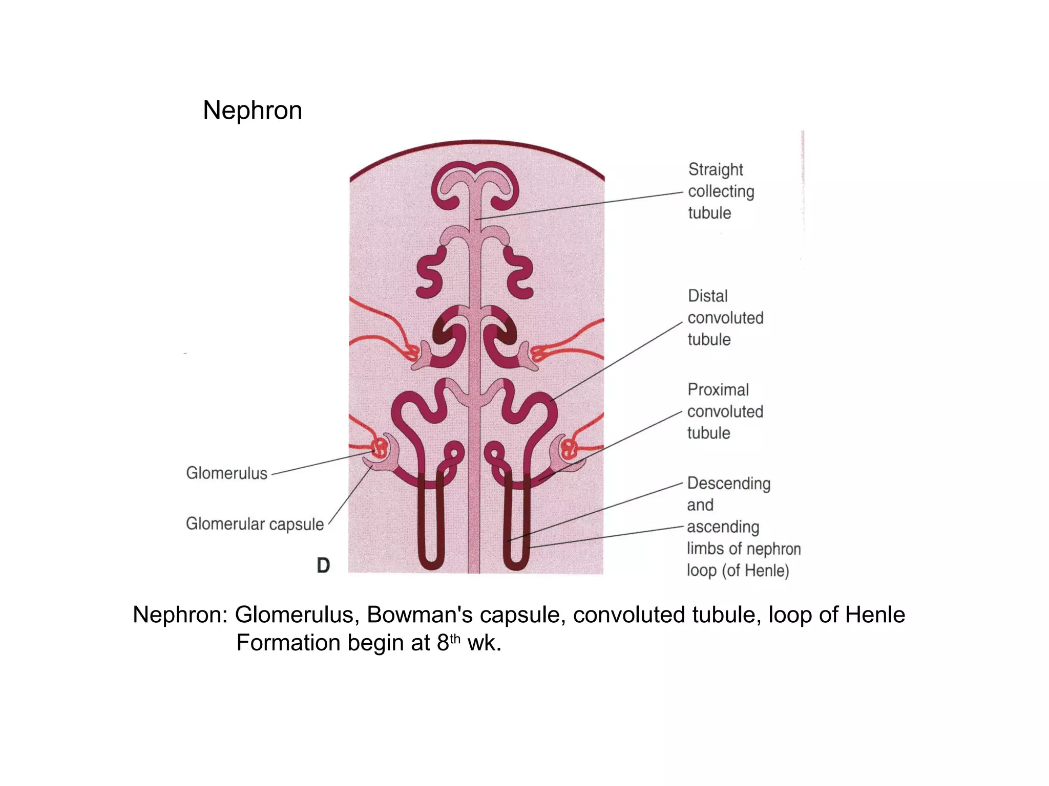 Nephron: Glomerulus, Bowman's capsule, convoluted tubule, loop of Henle
Formation begin at 8th
wk.
Nephron
 