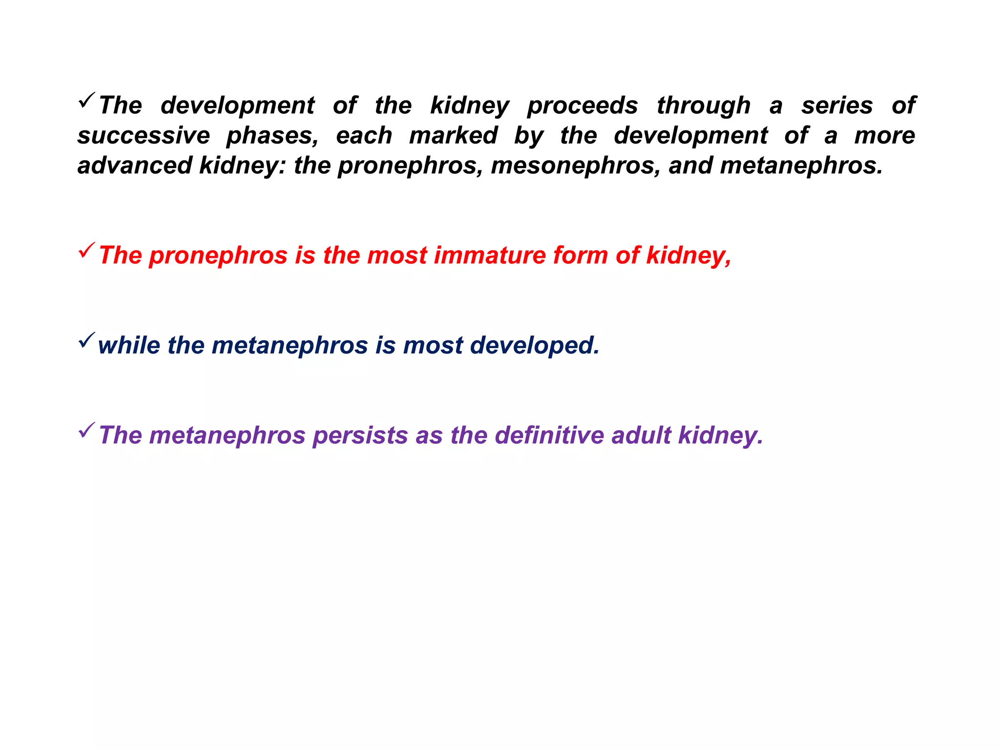 The development of the kidney proceeds through a series of
successive phases, each marked by the development of a more
advanced kidney: the pronephros, mesonephros, and metanephros.
The pronephros is the most immature form of kidney,
while the metanephros is most developed.
The metanephros persists as the definitive adult kidney.
 