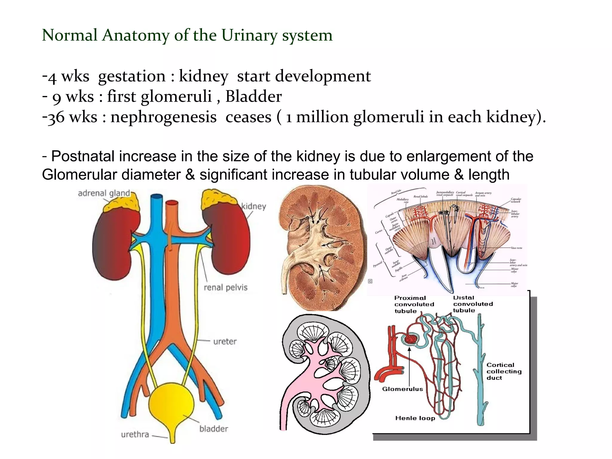 Normal Anatomy of the Urinary system
-4 wks gestation : kidney start development
- 9 wks : first glomeruli , Bladder
-36 wks : nephrogenesis ceases ( 1 million glomeruli in each kidney).
- Postnatal increase in the size of the kidney is due to enlargement of the
Glomerular diameter & significant increase in tubular volume & length
 