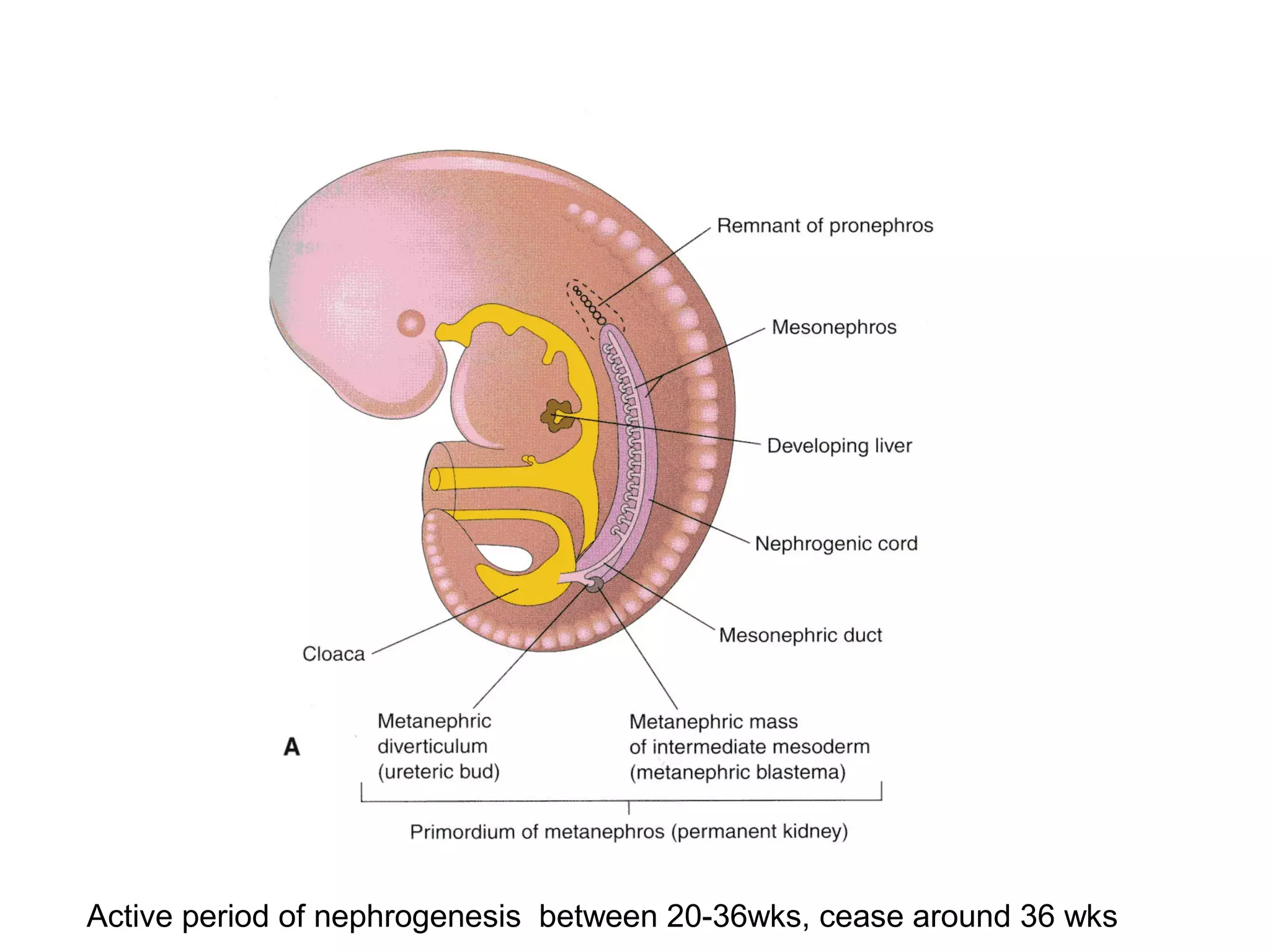 Active period of nephrogenesis between 20-36wks, cease around 36 wks
 