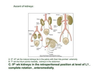 Ascent of kidneys:
A: 5th -6th wk the mature kidneys lie in the pelvis with their hila pointed anteriorly
B: 7th wk the hilum points medially , kidneys in the abdomen.
C: 9th wk kidneys in the retroperitoneal position at level of L1 ,
complete rotation , anteromedially.
 