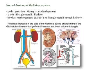 Normal Anatomy of the Urinary system
-4 wks gestation : kidney start development
- 9 wks : first glomeruli , Bladder
-36 wks : nephrogenesis ceases ( 1 million glomeruli in each kidney).
- Postnatal increase in the size of the kidney is due to enlargement of the
Glomerular diameter & significant increase in tubular volume & length
 