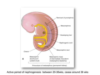 Active period of nephrogenesis between 20-36wks, cease around 36 wks
 