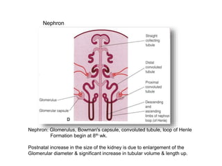 Nephron: Glomerulus, Bowman's capsule, convoluted tubule, loop of Henle
Formation begin at 8th wk.
Postnatal increase in the size of the kidney is due to enlargement of the
Glomerular diameter & significant increase in tubular volume & length up.
Nephron
 