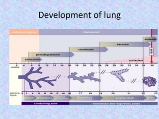 Normal Lung Function Development Chart Congenital Disorder of lung | PPTX