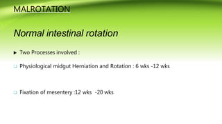 Normal Ob Gut Rotation congenitalgastrointestinalanomalies-161121183124.pptx