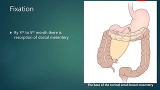 Congenital gastrointestinal anomalies | PPTX
