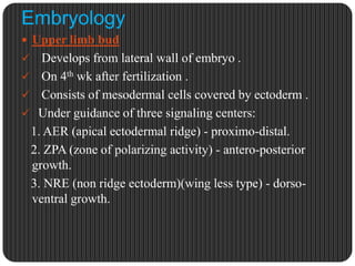 Embryo Hand Congenital hand anomalies | PPTX