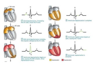 Cardiac conduction system:
 