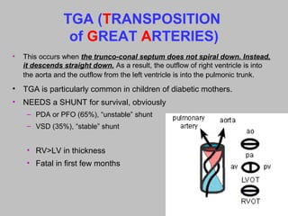 TGA (TRANSPOSITION
of GREAT ARTERIES)
• This occurs when the trunco-conal septum does not spiral down. Instead,
it descends straight down. As a result, the outflow of right ventricle is into
the aorta and the outflow from the left ventricle is into the pulmonic trunk.
• TGA is particularly common in children of diabetic mothers.
• NEEDS a SHUNT for survival, obviously
– PDA or PFO (65%), “unstable” shunt
– VSD (35%), “stable” shunt
• RV>LV in thickness
• Fatal in first few months
 