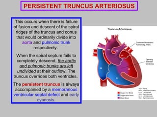 This occurs when there is failure
of fusion and descent of the spiral
ridges of the truncus and conus
that would ordinarily divide into
aorta and pulmonic trunk
respectively.
When the spiral septum fails to
completely descend, the aortic
and pulmonic trunks are left
undivided at their outflow. The
truncus overrides both ventricles.
The persistent truncus is always
accompanied by a membranous
ventricular septal defect and early
cyanosis.
PERSISTENT TRUNCUS ARTERIOSUS
 