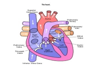 Congenital heart defects.pptxvgggffddsssdrr | PPTX