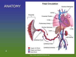 ANATOMY
http://www.stanfordchildrens.org
4
 