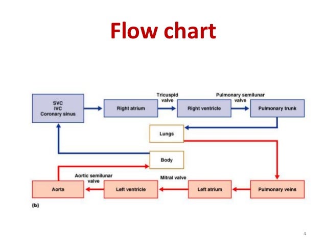 Heart Blood Flow Chart