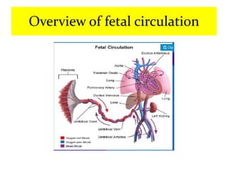 Overview of fetal circulation
 