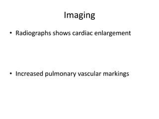 Imaging
• Radiographs shows cardiac enlargement
• Increased pulmonary vascular markings
 
