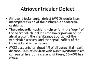 Atrioventricular Defect
• Atrioventricular septal defect (AVSD) results from
incomplete fusion of the embryonic endocardial
cushions.
• The endocardial cushions help to form the “crux” of
the heart, which includes the lower portion of the
atrial septum, the membranous portion of the
ventricular septum, and the septal leaflets of the
tricuspid and mitral valves.
• AVSD accounts for about 4% of all congenital heart
disease. 60% of children with Down syndrome have
congenital heart disease, and of these, 35–40% has
AVSD.
 