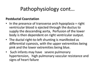 Pathophysiology cont…
Postductal Coarctation
• In the presence of transverse arch hypoplasia = right
ventricular blood is ejected through the ductus to
supply the descending aorta, Perfusion of the lower
body is then dependent on right ventricular output.
• The ductal right-to-left shunting is manifested as
differential cyanosis, with the upper extremities being
pink and the lower extremities being blue.
• Such infants may have severe pulmonary
hypertension, high pulmonary vascular resistance and
signs of heart failure
 