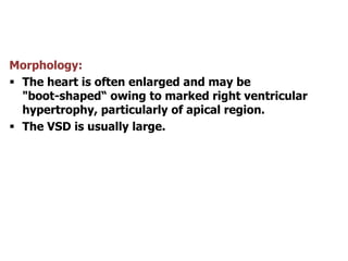 Morphology:
 The heart is often enlarged and may be
"boot-shaped“ owing to marked right ventricular
hypertrophy, particularly of apical region.
 The VSD is usually large.
 