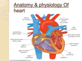 Congenital Heart Defects Diagram