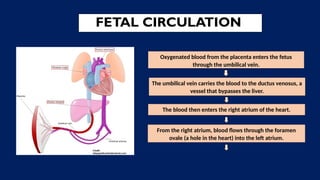 Oxygenated blood from the placenta enters the fetus
through the umbilical vein.
The umbilical vein carries the blood to the ductus venosus, a
vessel that bypasses the liver.
The blood then enters the right atrium of the heart.
From the right atrium, blood flows through the foramen
ovale (a hole in the heart) into the left atrium.
[
FETAL CIRCULATION
 